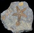 Ordovician Starfish (Petraster?) & Edrioasteroids #56820-1
